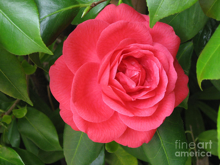 Red Camellia at Laguna Niguel Photograph by Conni Schaftenaar