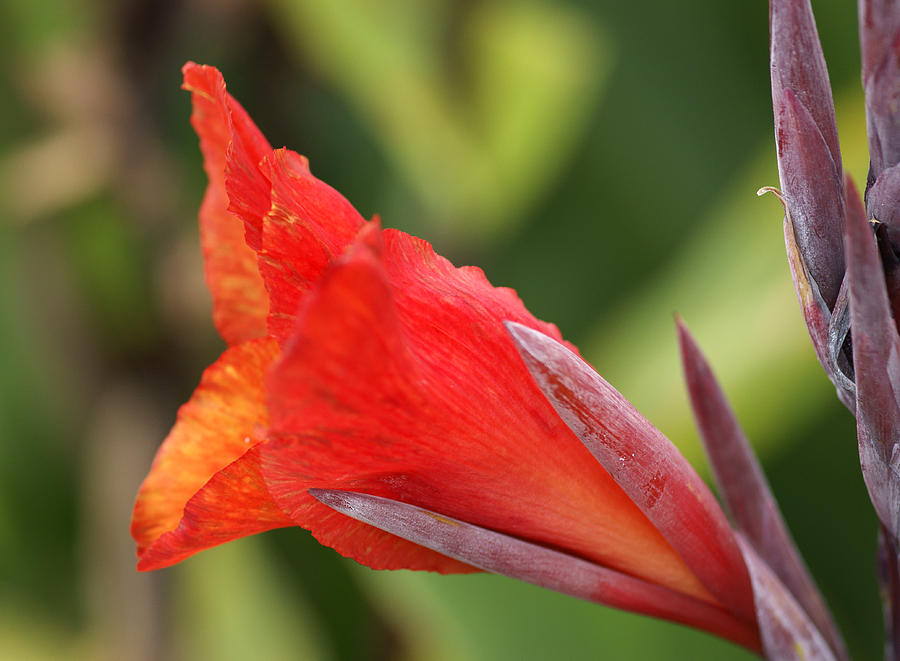 Red Canna Photograph by David Birchall
