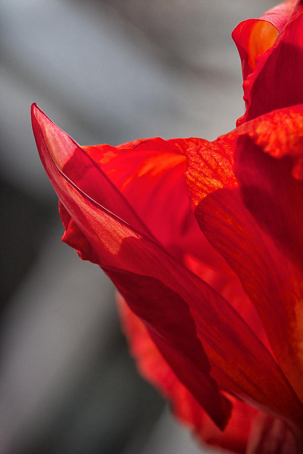 Red Canna Photograph by Maria Robinson