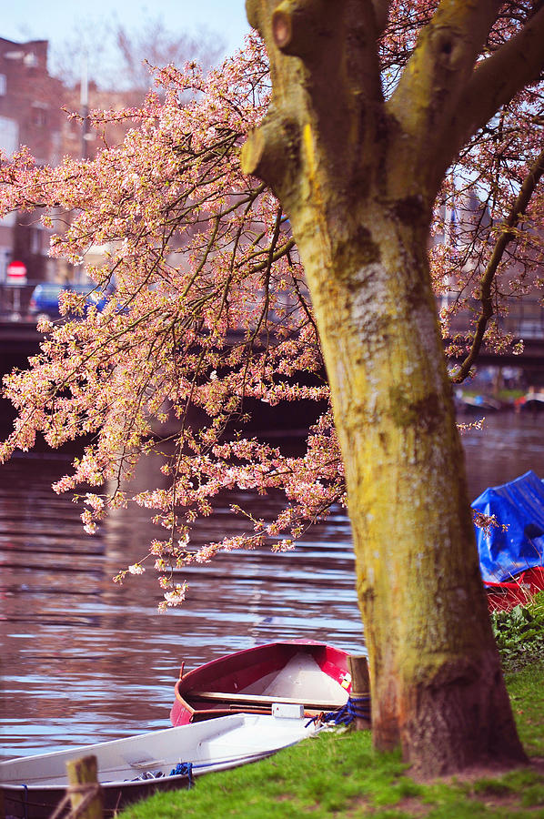 Red Canoe. Amsterdam Canals with Blooming Trees. Pink Spring in Amsterdam Photograph by Jenny Rainbow