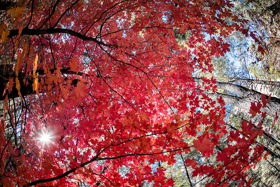 Red Canopy Photograph by Larry Pollock - Fine Art America