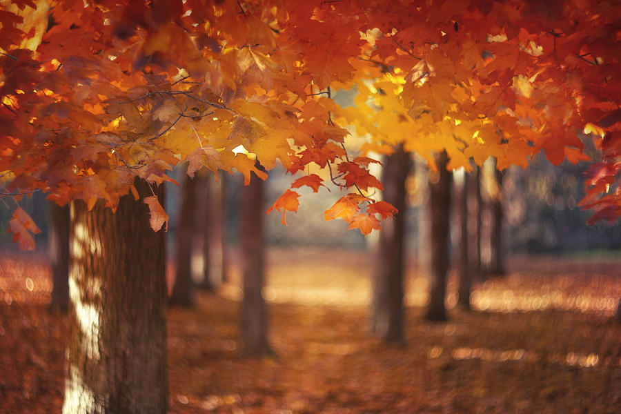 Red Canopy Photograph by Magda Bognar
