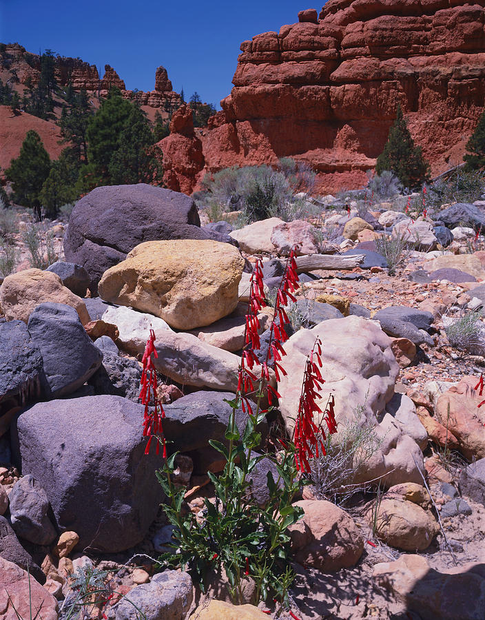 Red Canyon Penstemon Photograph by Tom Daniel