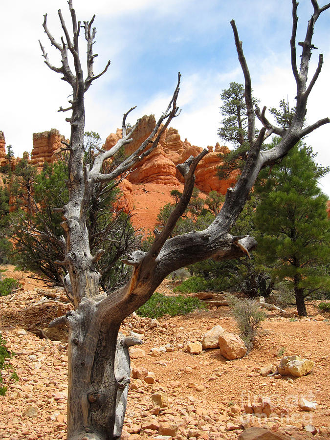 Red Canyon Tree And Rocks Photograph by Debra Thompson