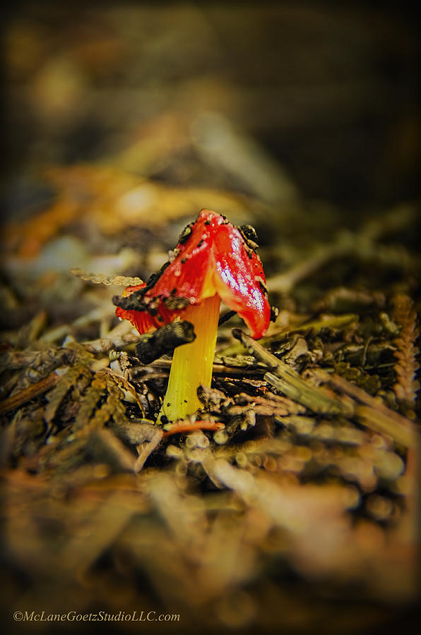 Nature Photograph - Red Capped Mushroom by LeeAnn McLaneGoetz McLaneGoetzStudioLLCcom