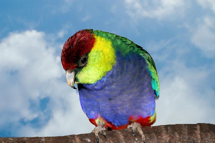 Red Capped Parrot by David Rich Red Capped Parrot by David Rich