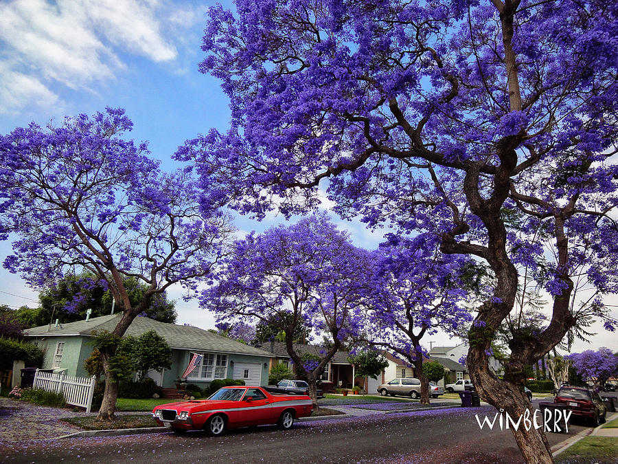 Red Car Purple Tree Digital Art by Bob Winberry