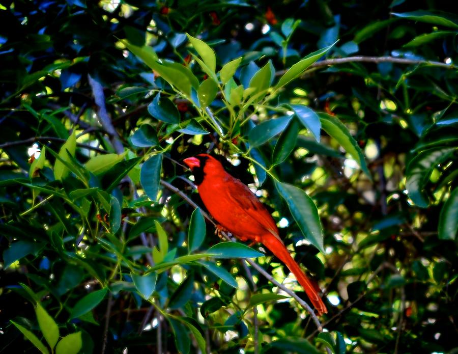 Red Cardinal 1 Photograph by Kristina Deane