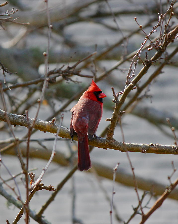 Red Cardinal Photograph by Amazing Jules