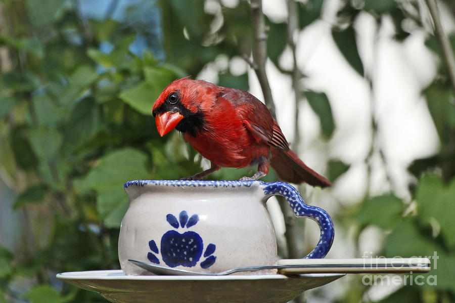 Cardinal Red Bird Photograph by Luana K Perez