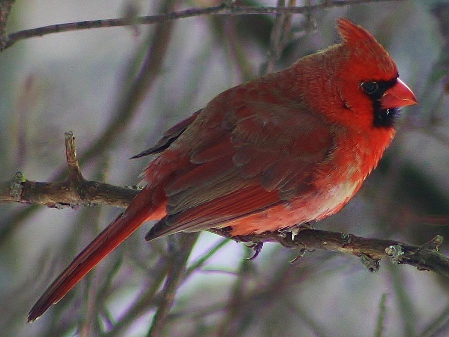 Cardinal Photograph - Red Cardinal at Rest by Bruce Bley
