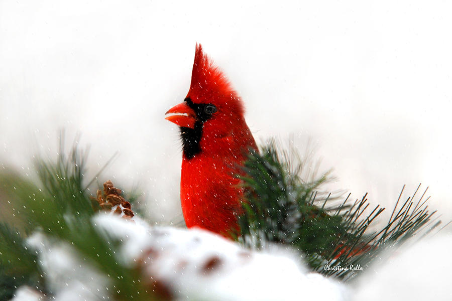 Red Cardinal Photograph by Christina Rollo