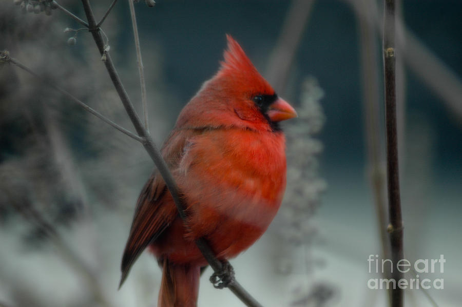 Red Cardinal Photograph