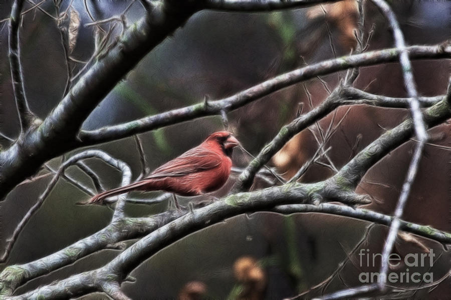 Red Cardinal  Photograph by Douglas Barnard