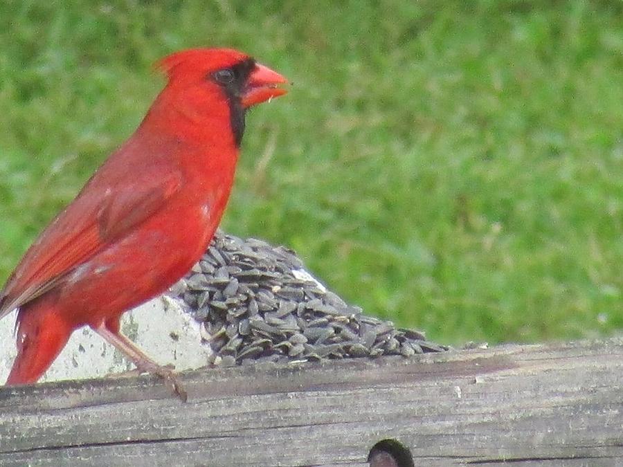 Red Cardinal Eating Sunflower Seeds Photograph by Loretta Ayers Fine