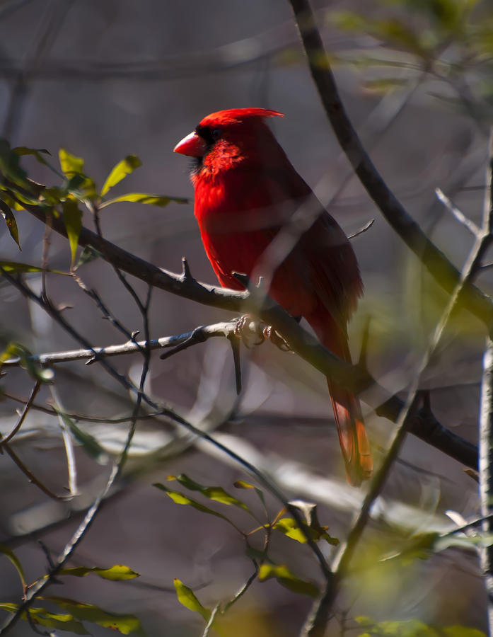 Cardinal Photograph - Northern Cardinal - Red cardinal in a tree 1 by Flees Photos