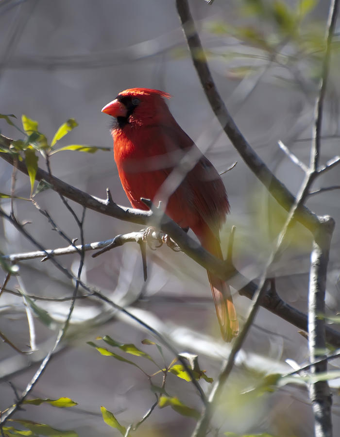 Cardinal Photograph - Northern Cardinal - red cardinal in a tree 2 by Flees Photos