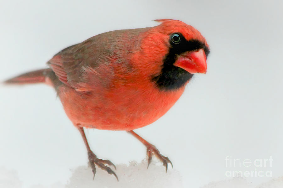 Red Cardinal in snow Photograph by Heidi Farmer