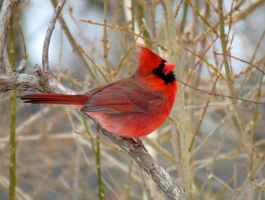 Red Cardinal in Winter Photograph by Dianne Cowen Cape Cod Photography