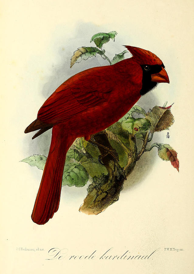 John James Audubon Painting - Red Cardinal by Dreyer Wildlife Print Collections 