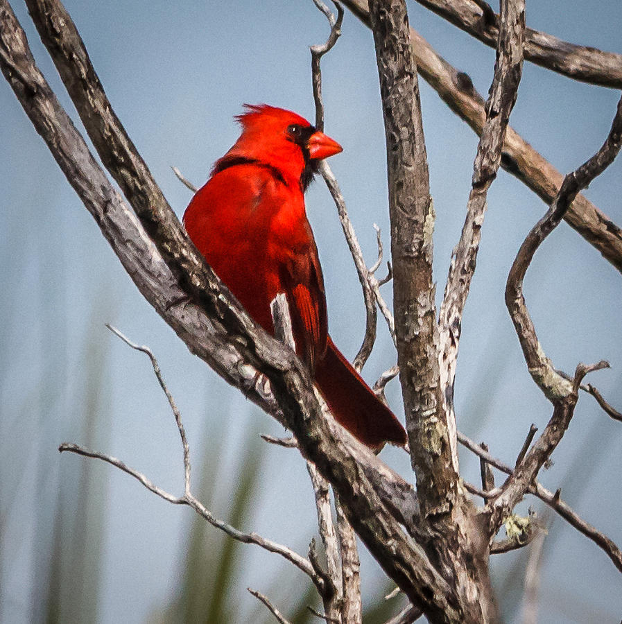Red Cardinal Photograph by Jane Luxton