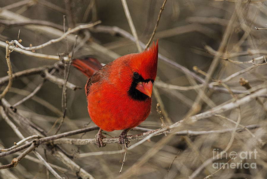 Red Cardinal Photograph by JT Lewis