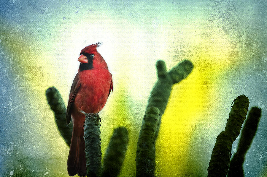 Red Cardinal No. 1 - Kauai - Hawaii Photograph by Belinda Greb