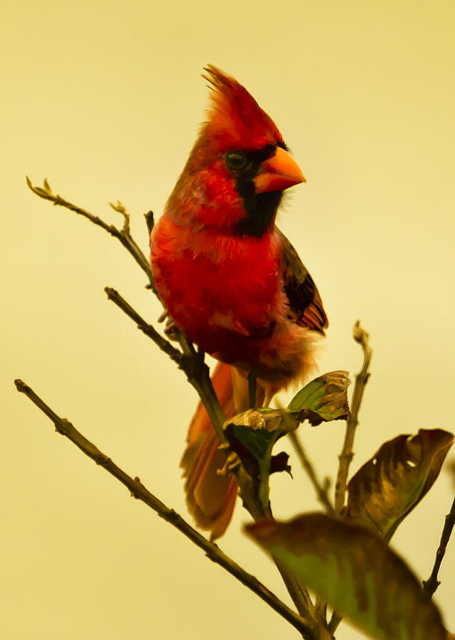 Red Cardinal No. 2 - Kauai - Hawaii Photograph by Belinda Greb