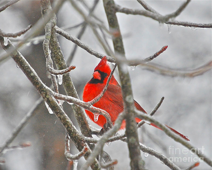 Red Cardinal Northern Bird Photograph by Peggy Franz