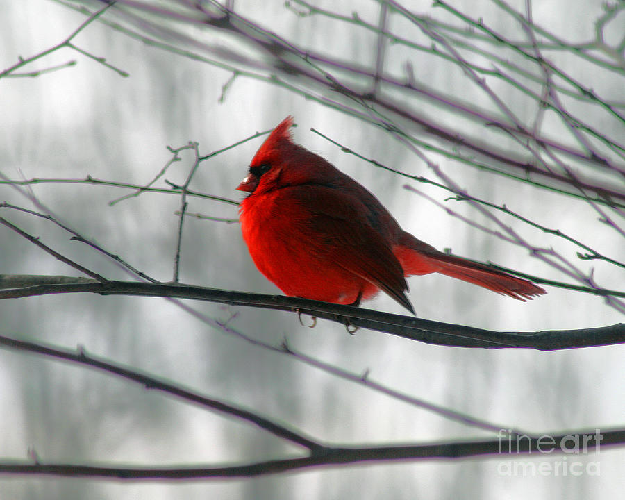 Red Cardinal on Winter Branch  Photograph by Karen Adams