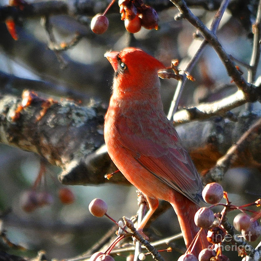 Red Cardinal Pose Photograph by Nava Thompson