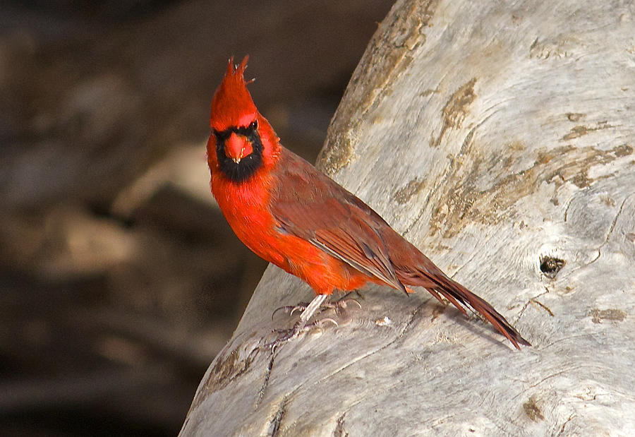 A Very Serious Red Cardinal Photograph by Venetia Featherstone-Witty