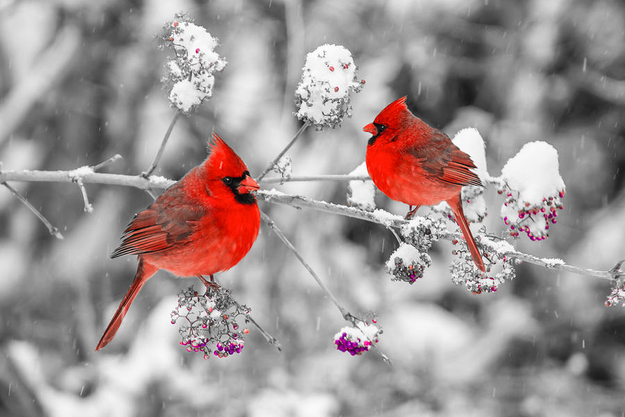 Red Cardinals in the Snow Photograph by Anthony Sacco