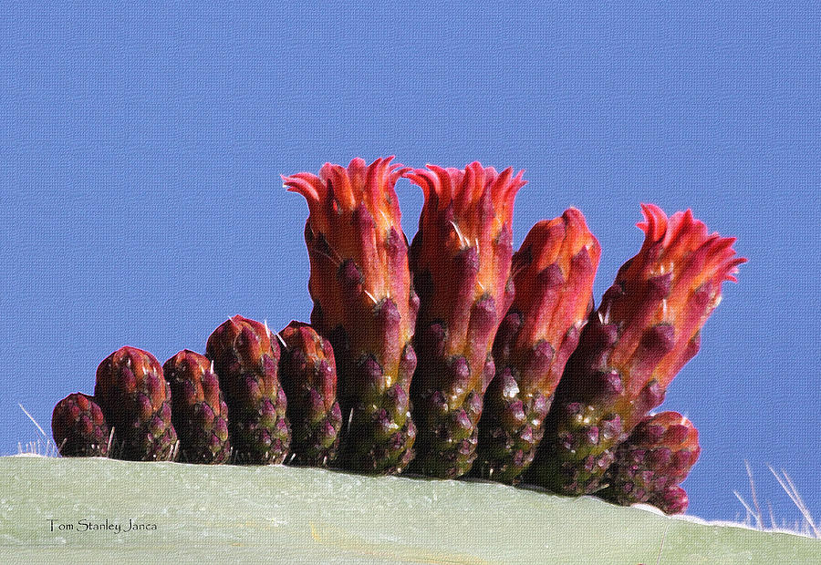 Red Cardon Flowers And Buds In A Row Photograph by Tom Janca