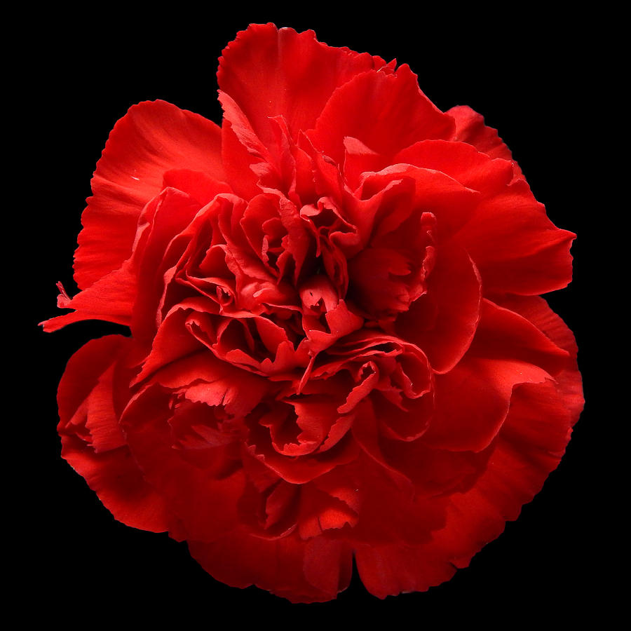 Red Carnation Still Life Flower Art Poster Photograph by Lily Malor