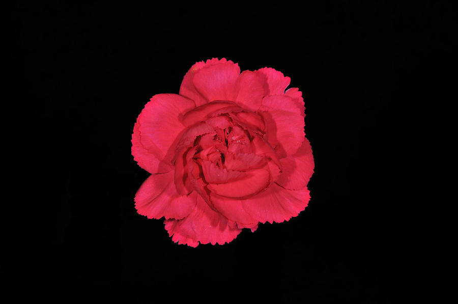 Red Carnation Photograph by Mary Hall - Fine Art America