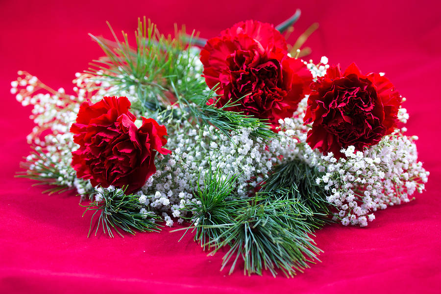 Red Carnation Photograph by Susan Jensen
