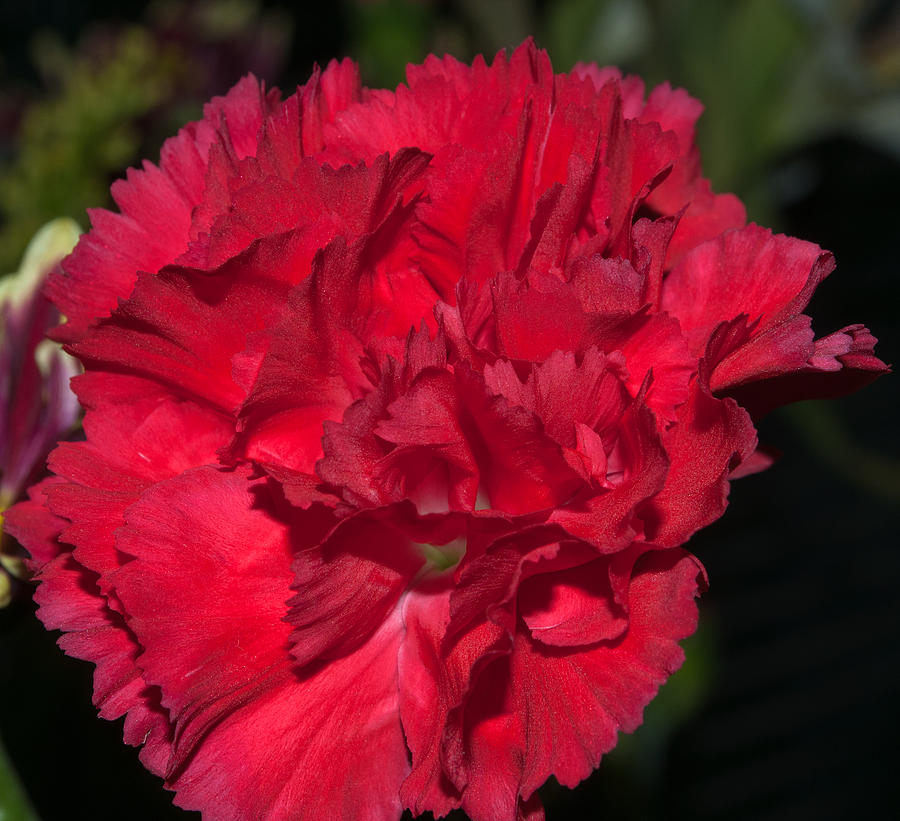 Red Carnation Photograph by Tikvahs Hope
