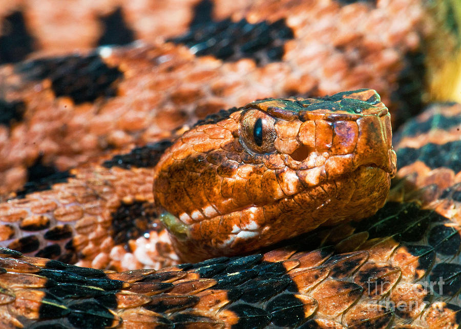 Snake Photograph - Red Carolina Pygmy Rattlesnake by Millard H Sharp