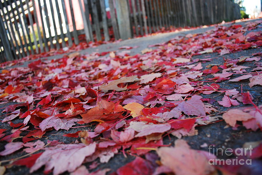 Fall Photograph - Red carpet by Susan Hernandez