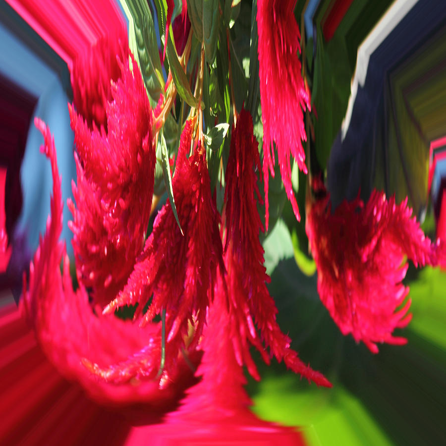 Orb Photograph - Red Celosia Plumosa by Rhonda Humphreys Orb Photograph - Red Celosia Plumosa by Rhonda Humphreys