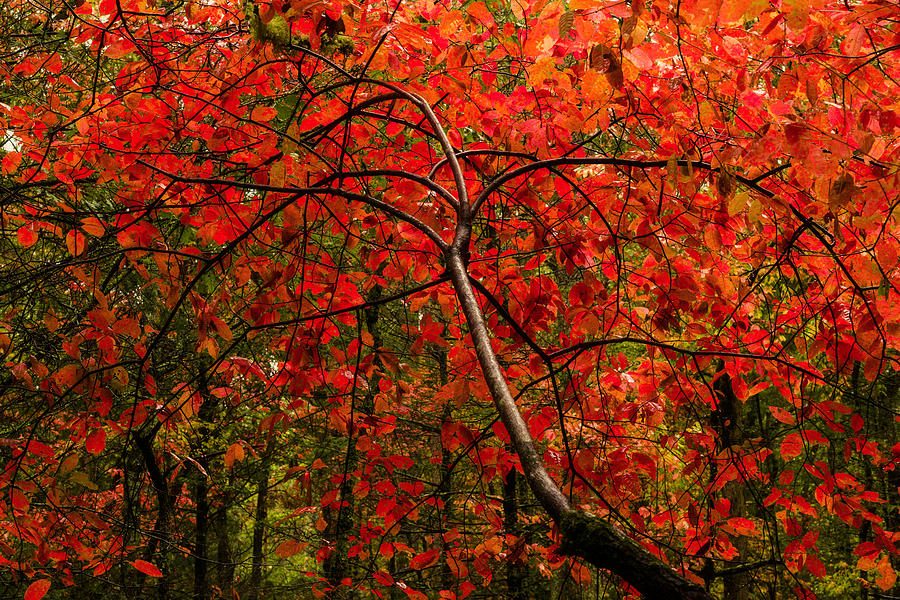 Red Photograph by Chad Dutson