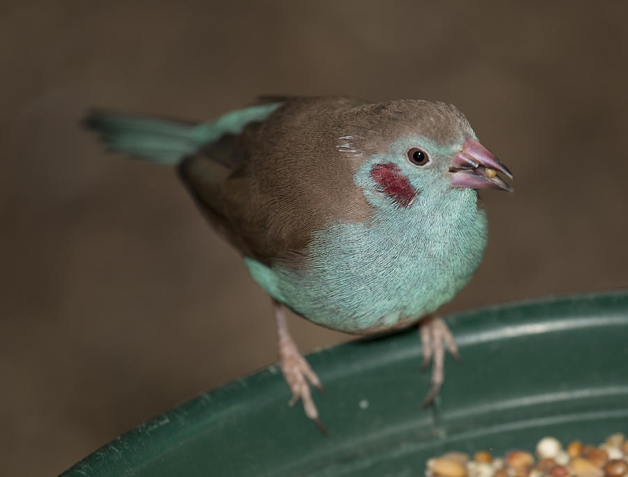 Bird Photograph - Red-cheeked Cordon-bleu by Gerald Murray Photography