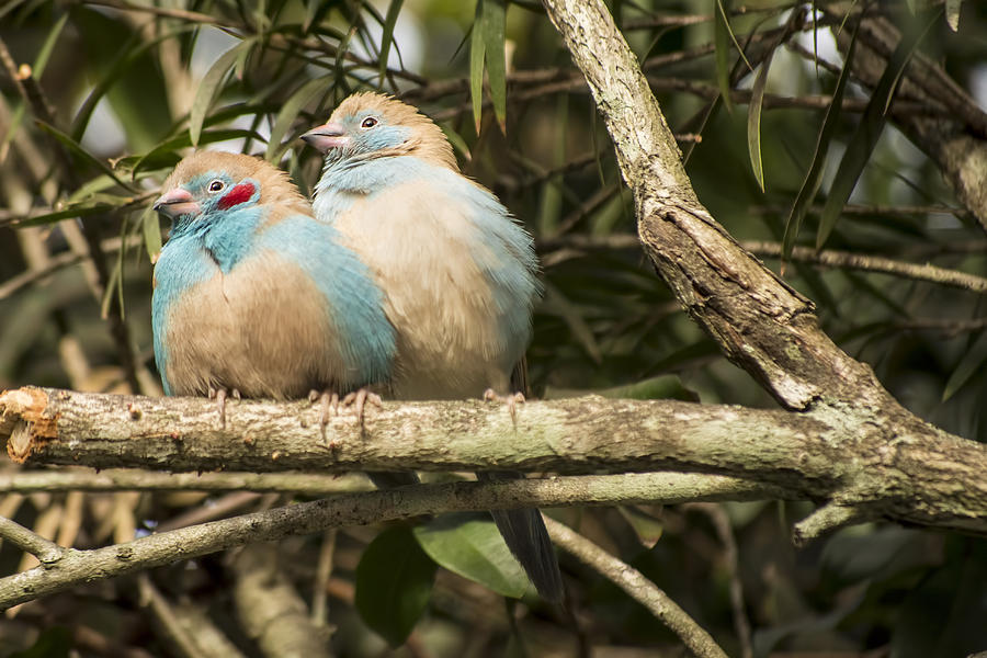 Red Cheeked Cordon-Bleu Pair Photograph by Penny Lisowski