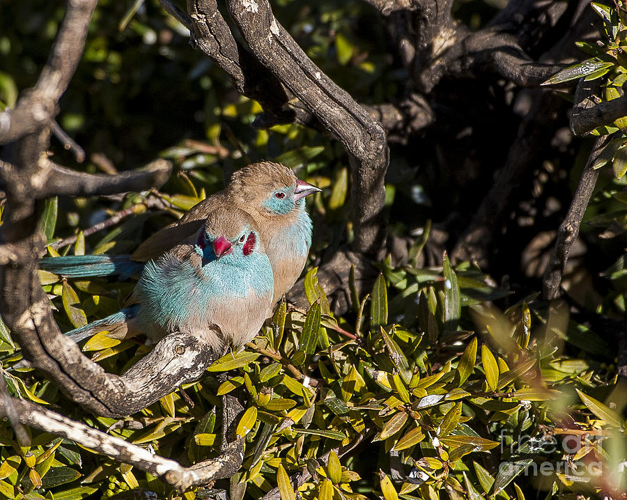 Bird Photograph - Red Cheeked Cordon Blue Finches by Steven Ralser