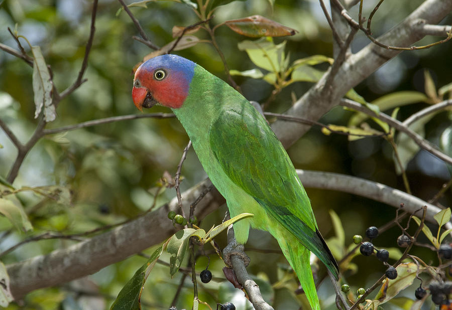 Red-cheeked Parrot Queensland Australia Photograph by D. Parer & E. Parer-Cook