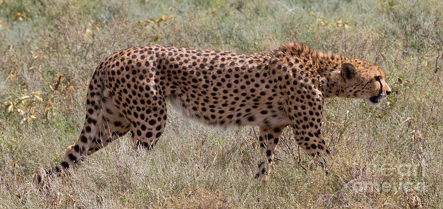 Red Cheetah Photograph