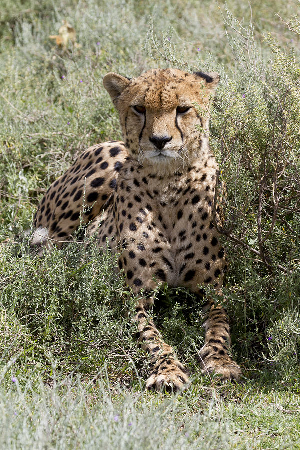 Red Cheetah Portrait Photograph by Chris Scroggins