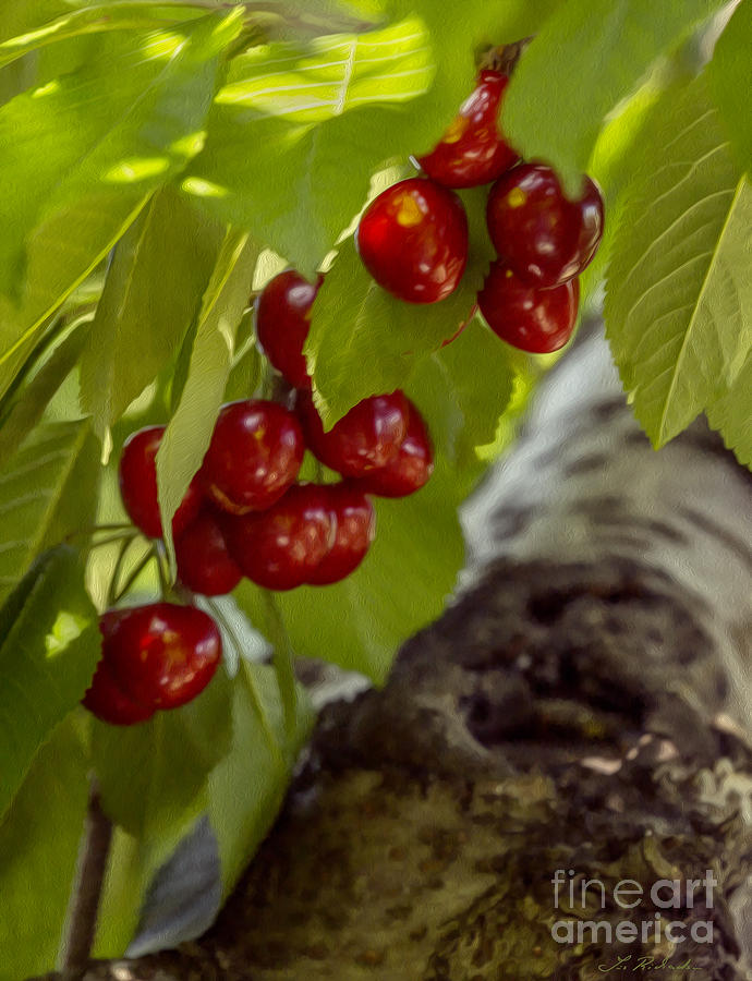 Red Cherries Photograph
