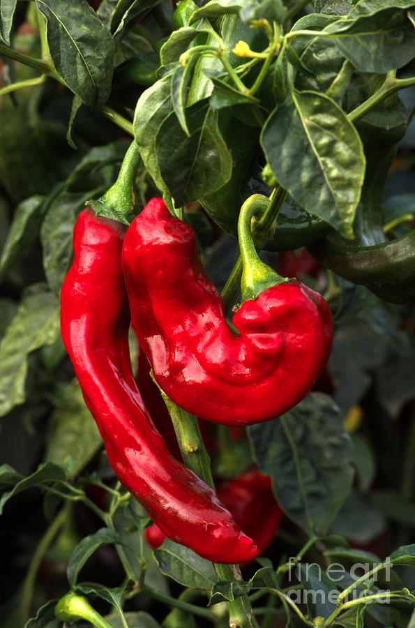 Red Chilaca Chilis Photograph by Craig Lovell